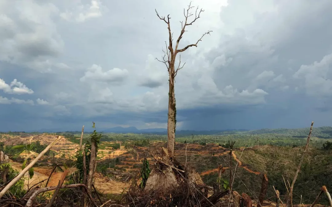 Coronavírus: ‘A natureza está nos enviando uma mensagem’, diz chefe de meio ambiente da ONU