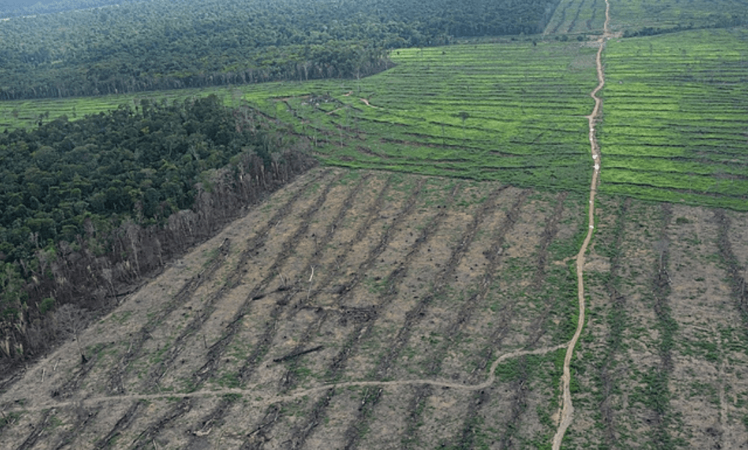 desmatamento no brasil