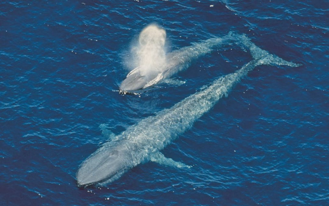 Ação na Justiça pede suspensão de leilão de petróleo para garantir direitos da Baleia Azul
