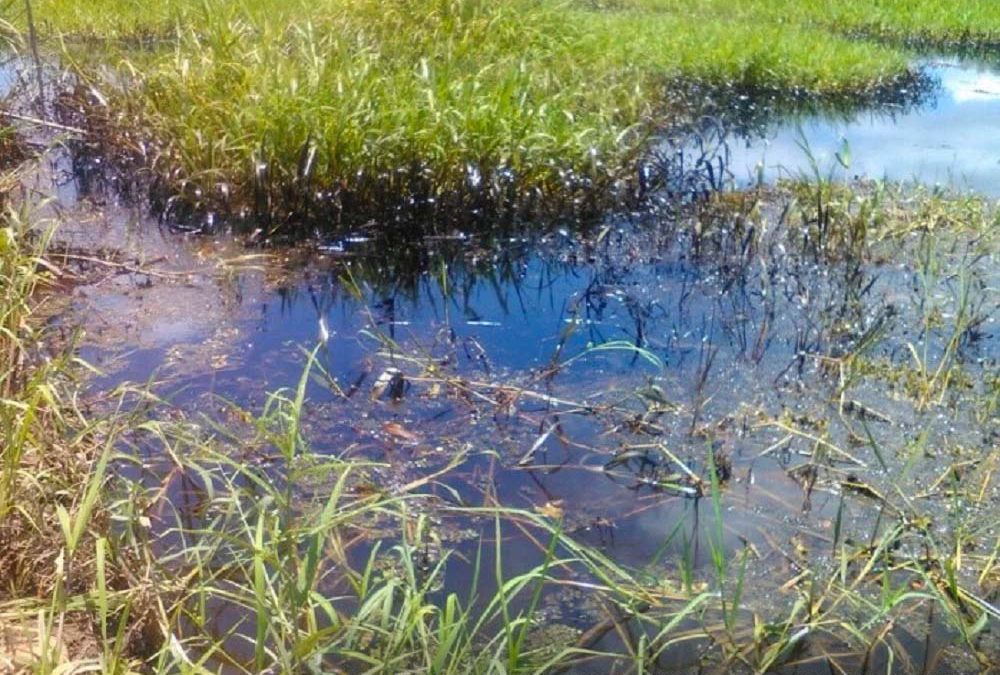 (ES) ANLA investiga a Ecopetrol por presunta contaminación a humedal en el Magdalena Medio