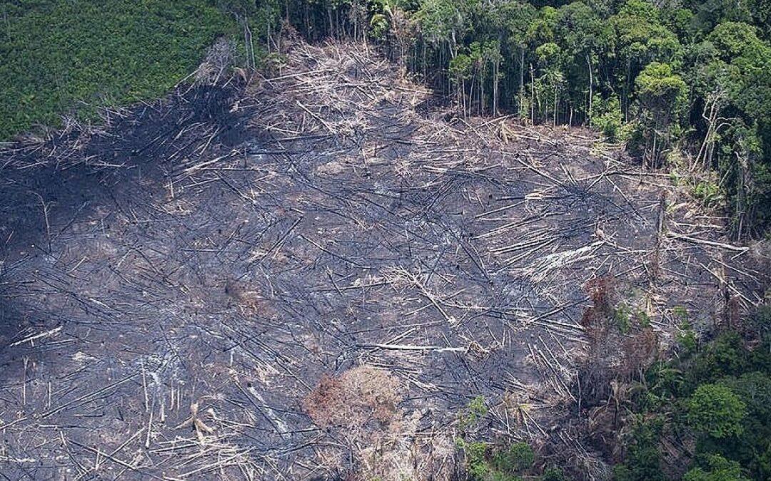 Câmara aprova medidas contra Mata Atlântica e populações tradicionais