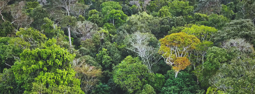 Fundação Arayara se une a movimento global em prol das florestas tropicais