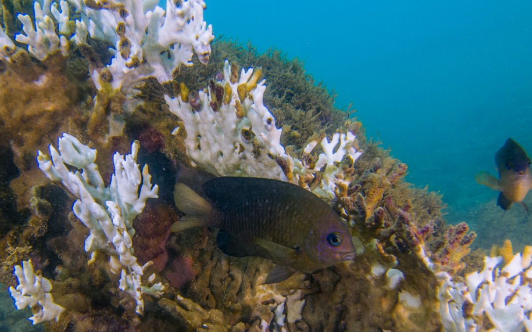 Biodiversidade em perigo: aquecimento dos oceanos e branqueamento dos corais