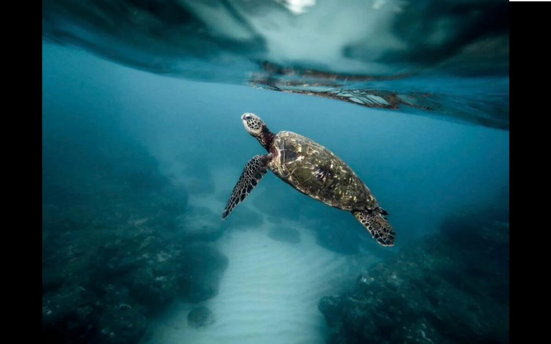 Lei do Mar: uma oportunidade para proteger os oceanos e fortalecer a Economia Azul