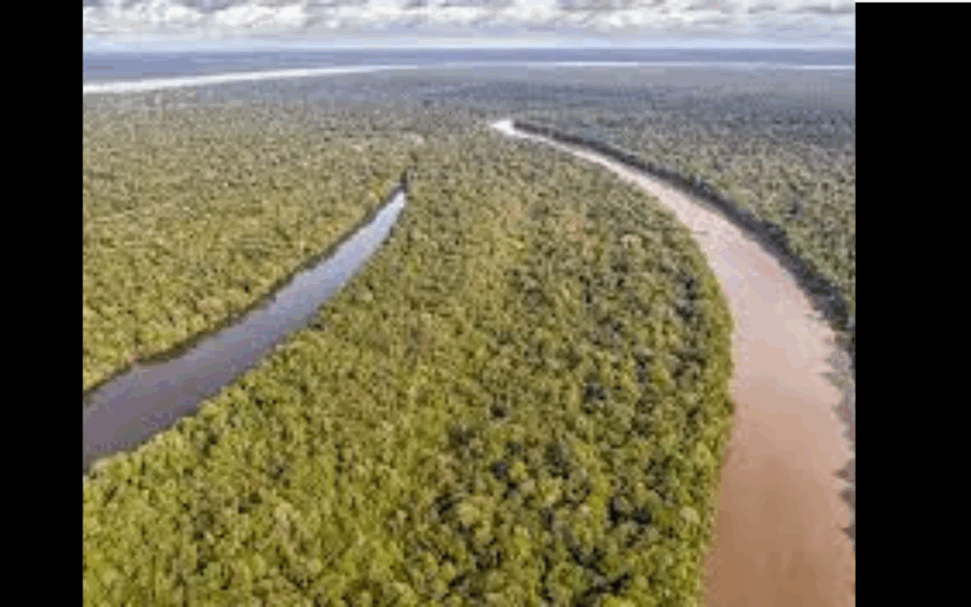 ARAYARA na Mídia: Brazil auctions off several Amazon oil sites