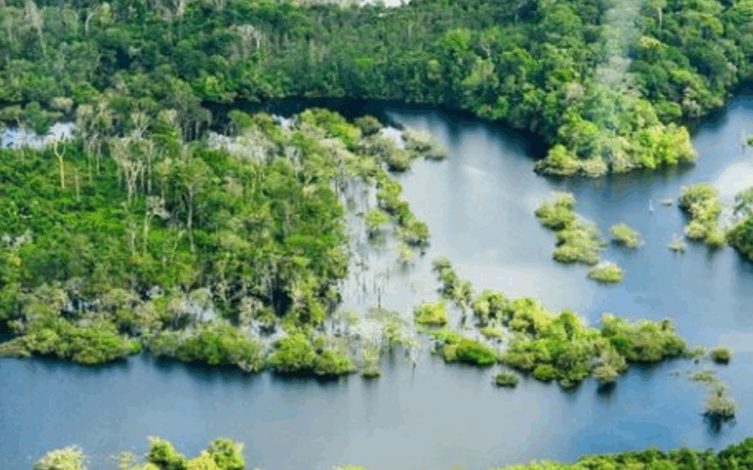 ARAYARA na Mídia: Brasil é pressionado a reconhecer Amazônia como primeira zona de exclusão global para exploração de petróleo e gás