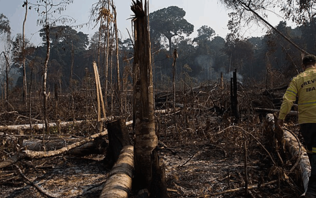 ARAYARA na Mídia:  Los tribunales brasileños comienzan a asignar un valor monetario a los daños climáticos