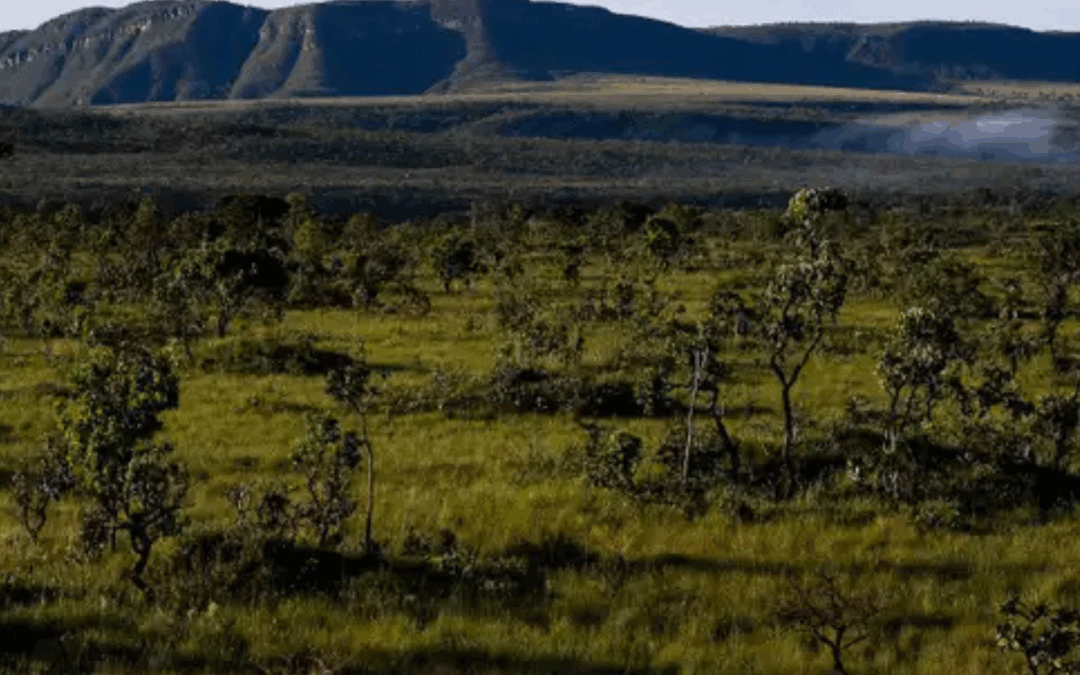 ARAYARA na Mídia: O Cerrado comemora seu dia, mas o Bioma está ameaçado por quatro termelétricas à gás e um mega gasoduto