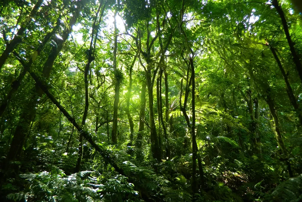 POSICIONAMENTO: TFFF, uma das iniciativas mais ambiciosas e controversas no financiamento climático global