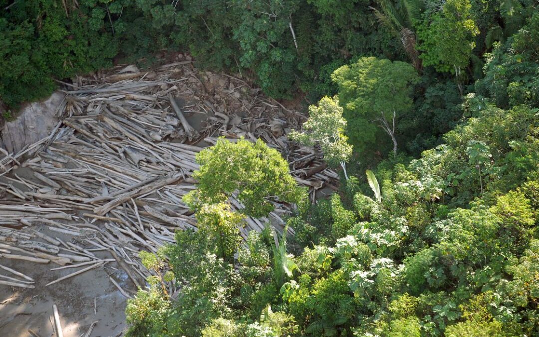 ARAYARA na Mídia: Sociedade civil vê retrocesso grave em queda de vetos de PL Ambiental